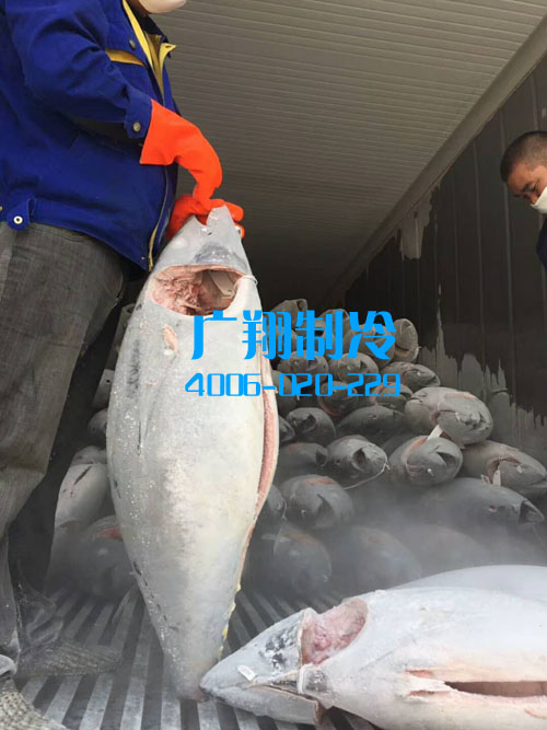 -60℃超低温蓝鳍金枪鱼冷库工程-图片25
