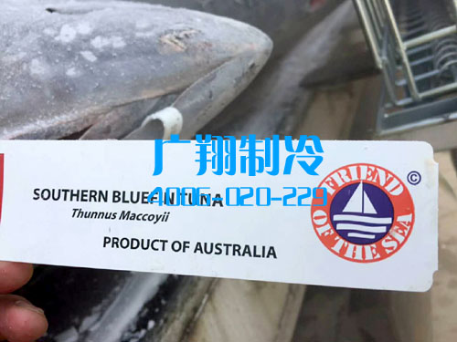 -60℃超低温蓝鳍金枪鱼冷库工程-图片31